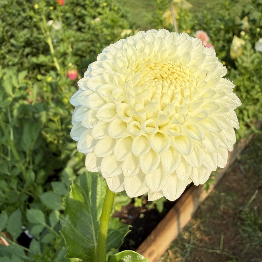 Blizzard dahlia on the plant