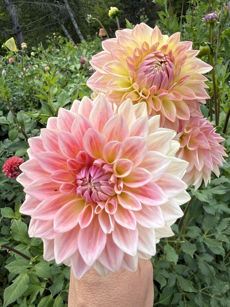 Bloomquist Alan dahlia