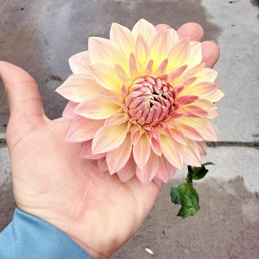 Bloomquist Alan dahlia