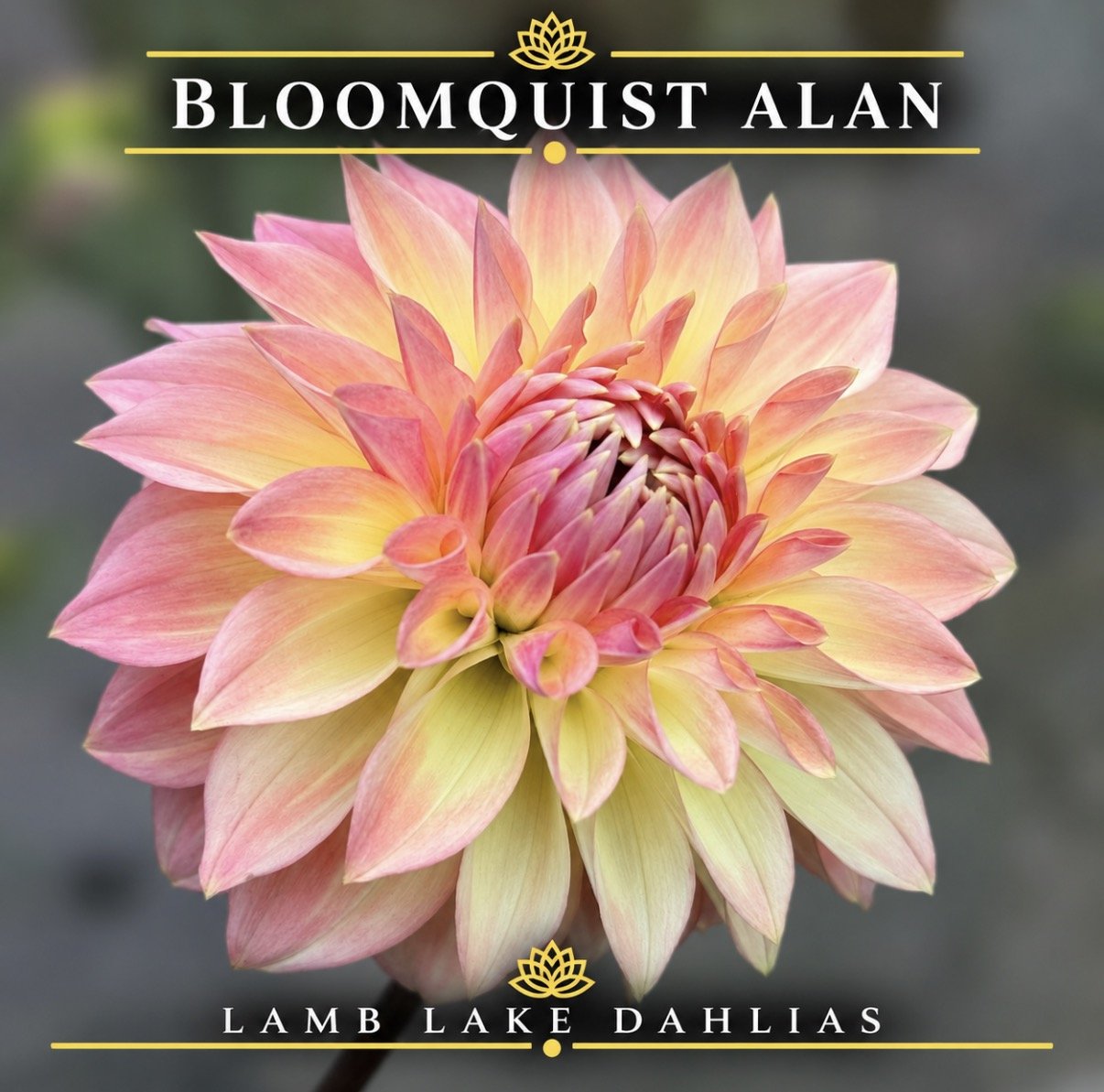 Bloomquist Alan dahlia