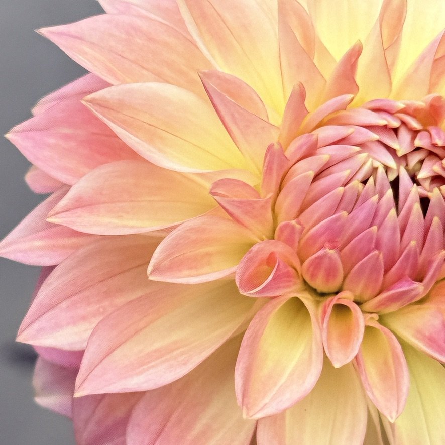 Bloomquist Alan dahlia