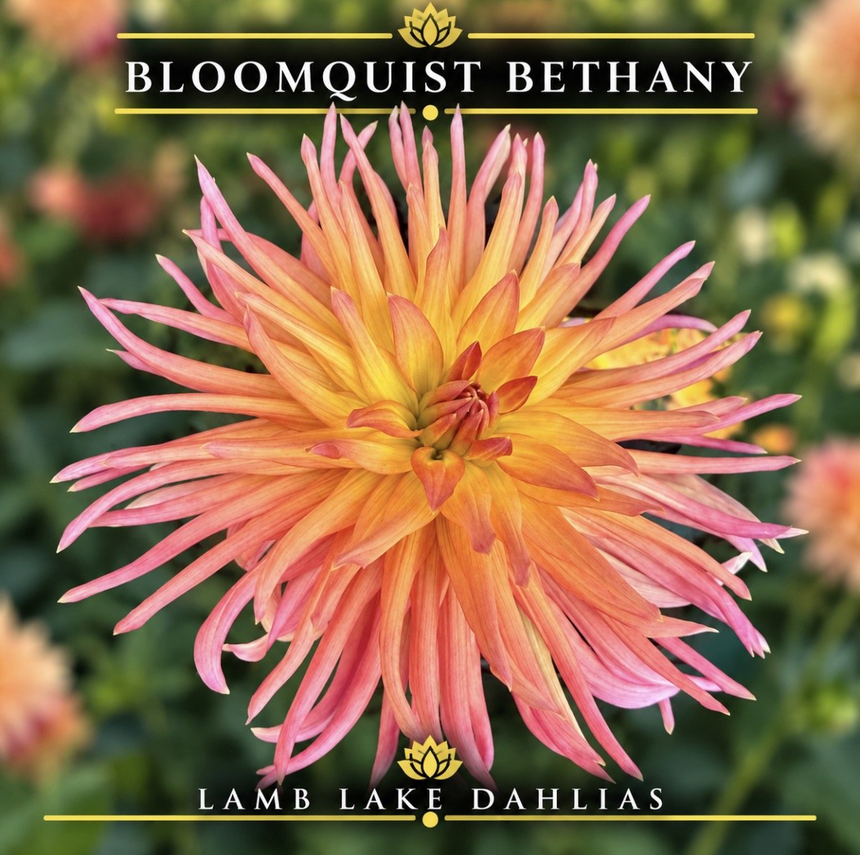 Bloomquist Bethany dahlia