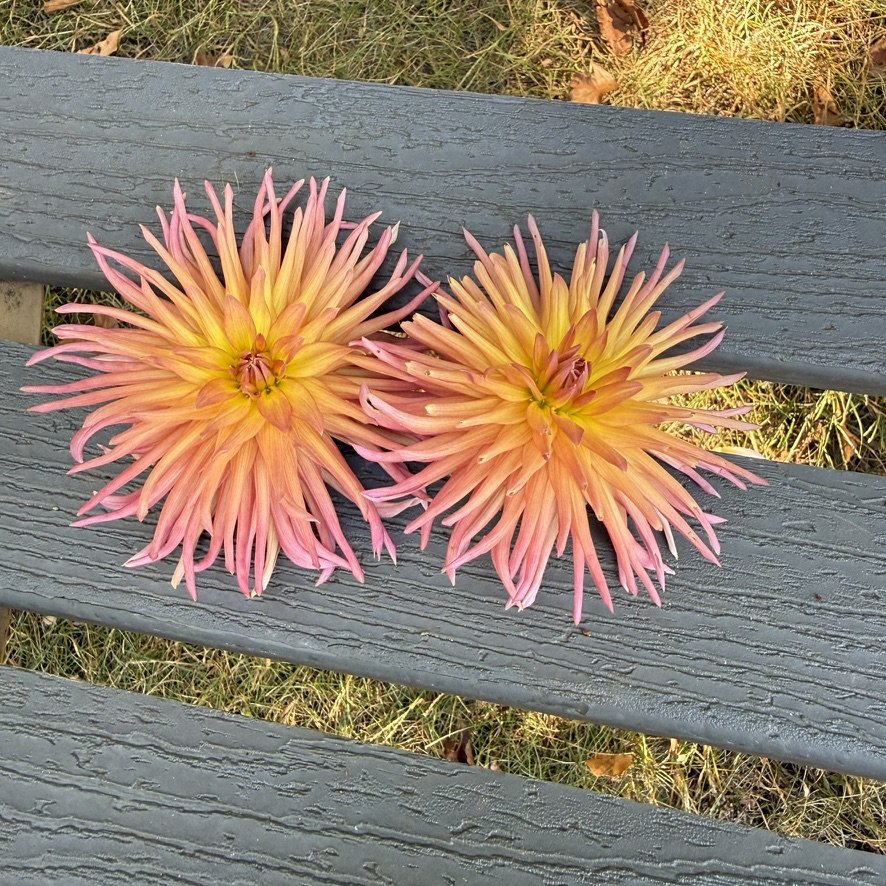 Bloomquist Bethany dahlia