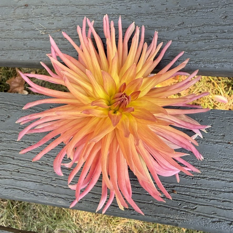 Bloomquist Bethany dahlia