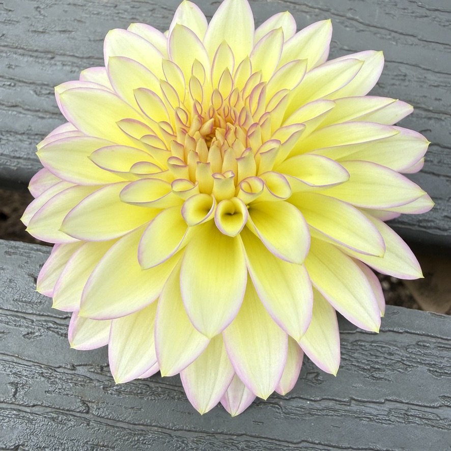 Bloomquist Blush