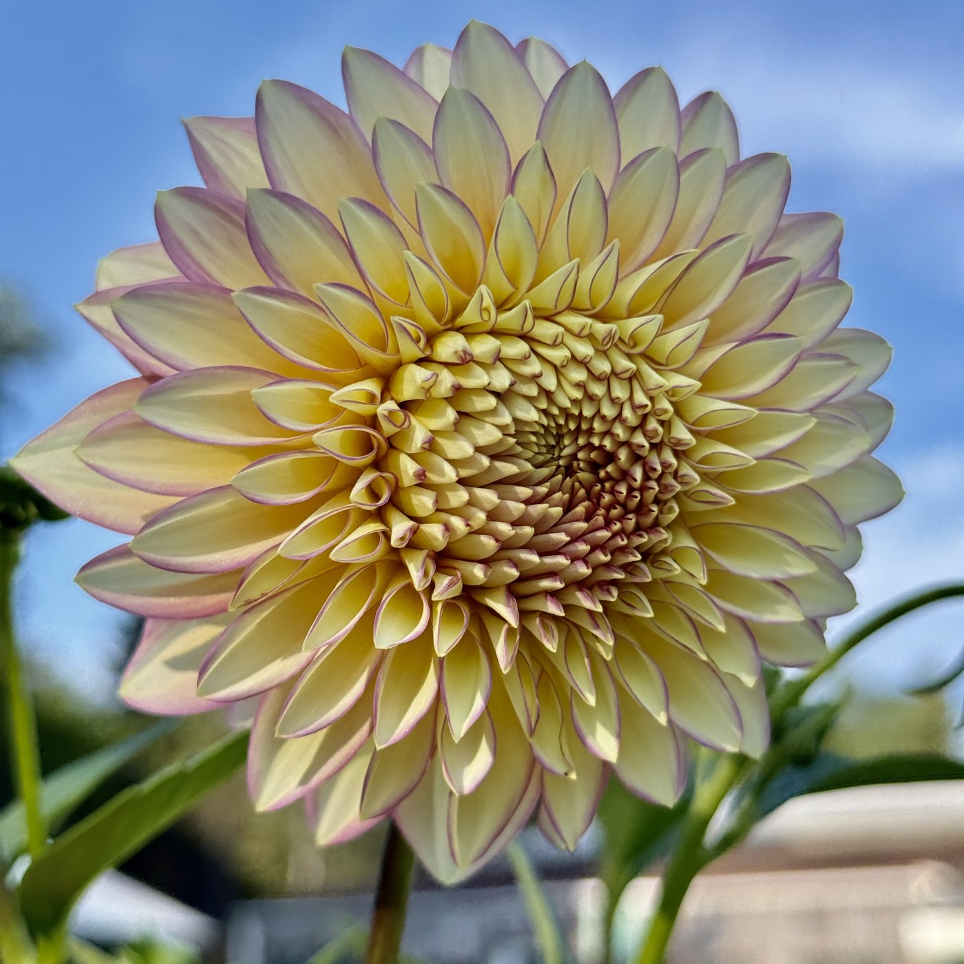 Bloomquist Blush