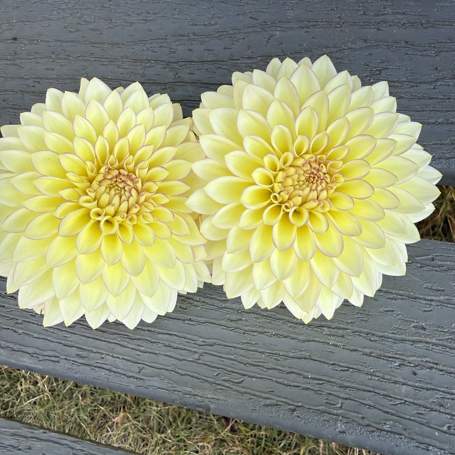 Bloomquist Blush