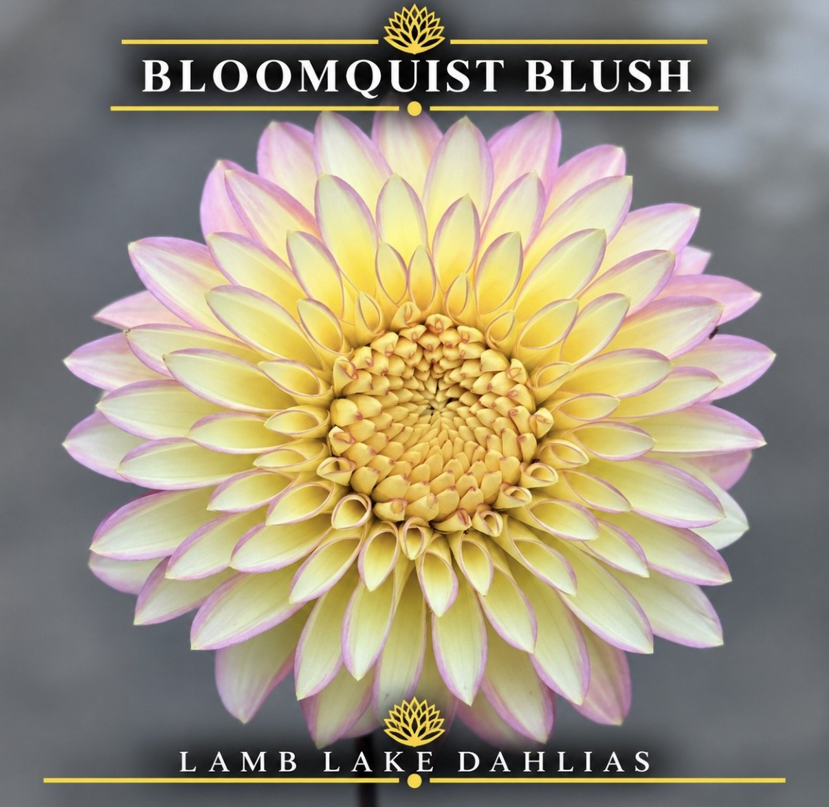 Bloomquist Blush