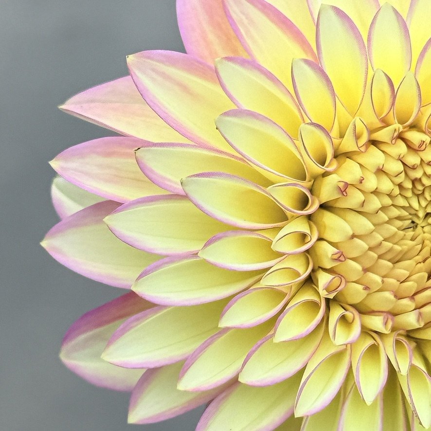 Bloomquist Blush dahlia close-up