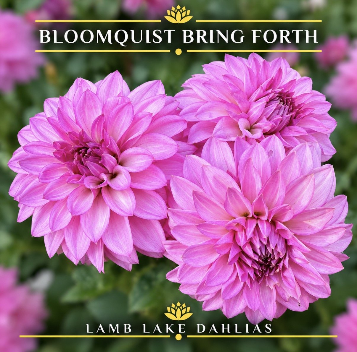 Bloomquist Bring Forth