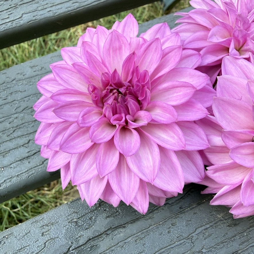 Bloomquist Bring Forth dahlia close-up