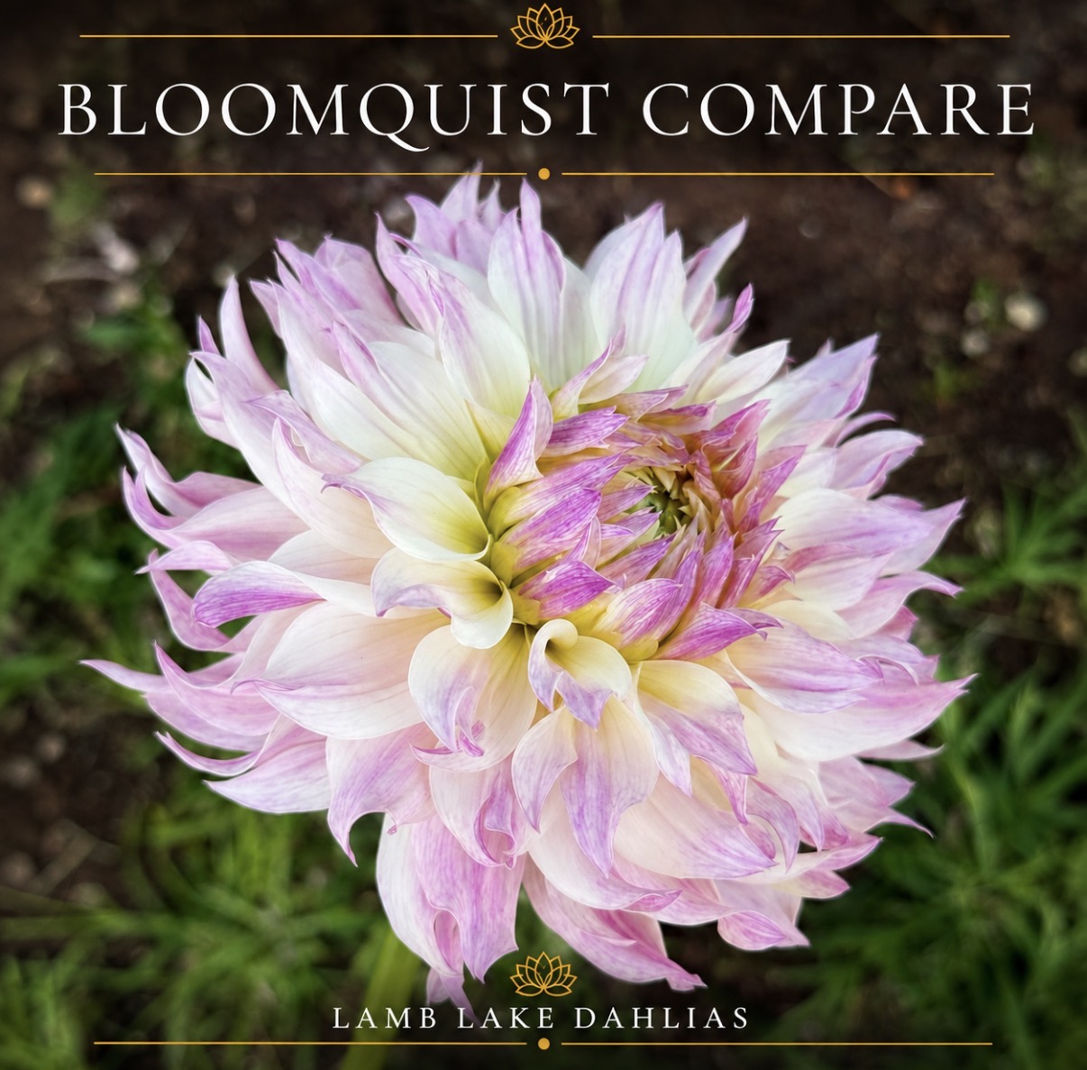 Bloomquist Compare dahlia