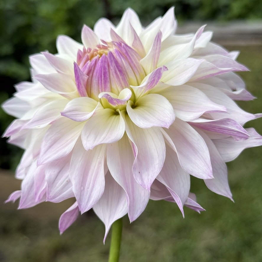 Bloomquist Compare dahlia