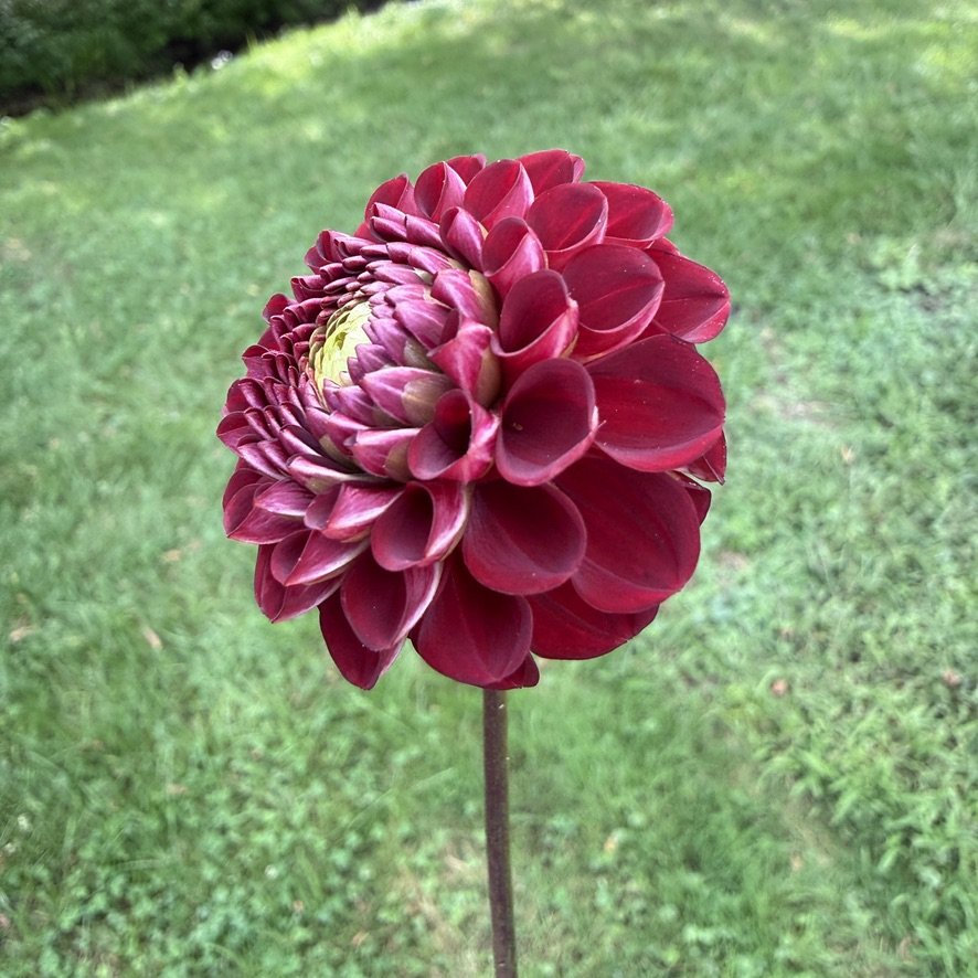 Bloomquist Crave dahlia close-up