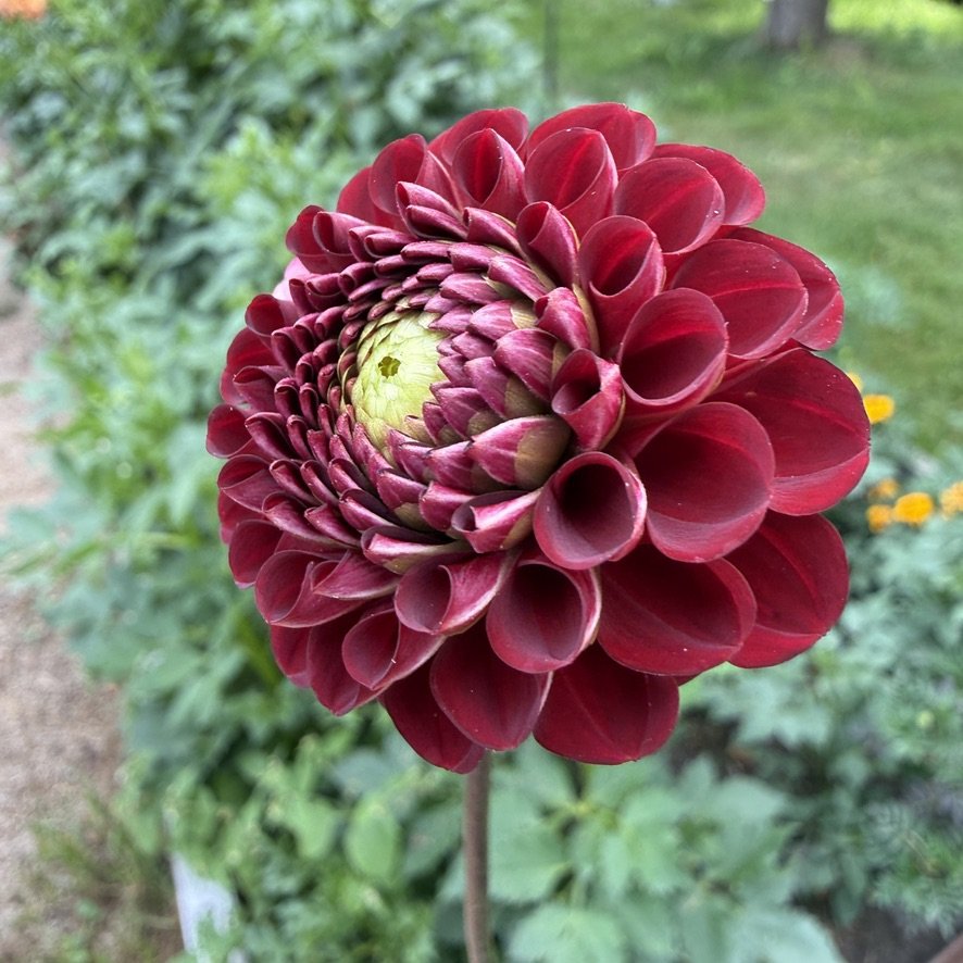 Bloomquist Crave dahlia blooms