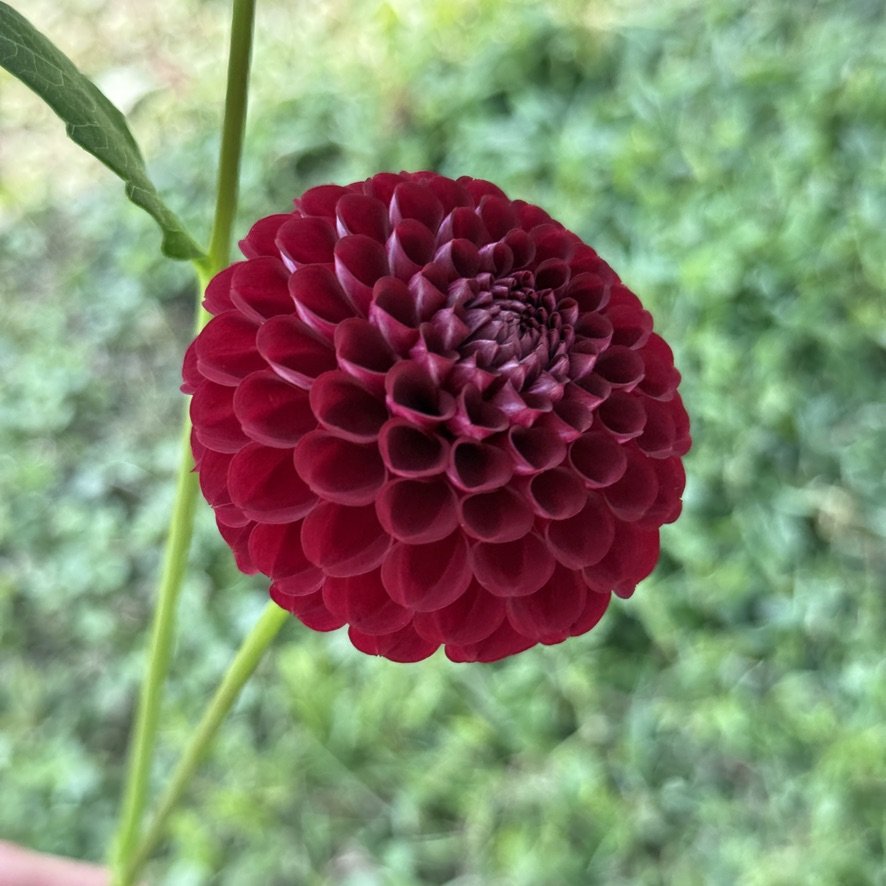 Bloomquist Crave dahlia on the plant
