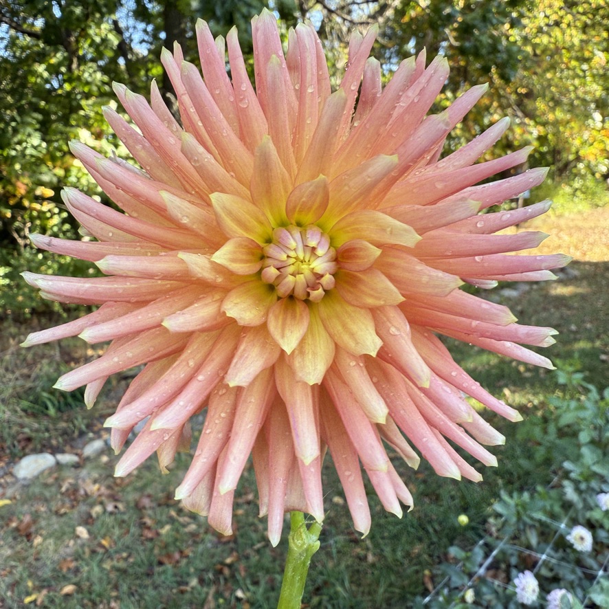 Bloomquist Dreamer dahlia