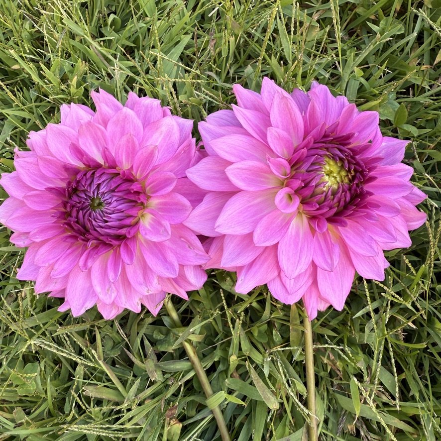 Bloomquist Enjoyment dahlia