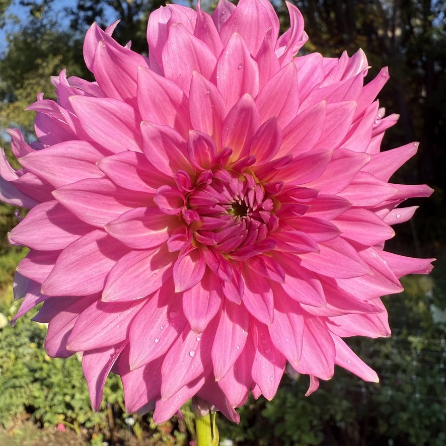 Bloomquist Enjoyment dahlia