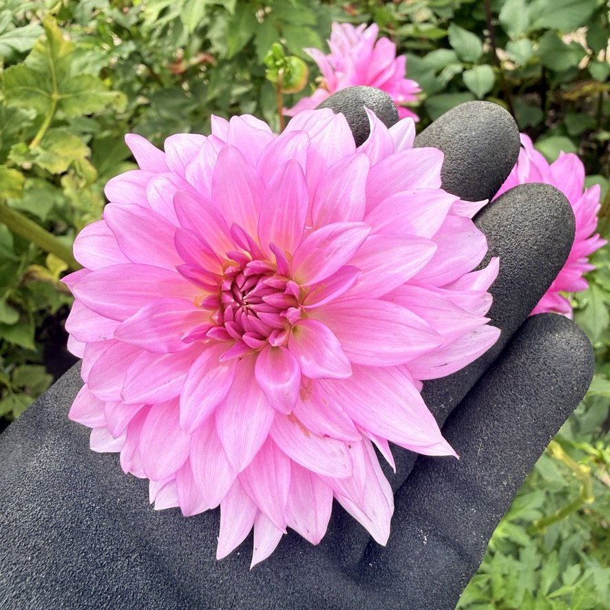 Bloomquist Enjoyment dahlia