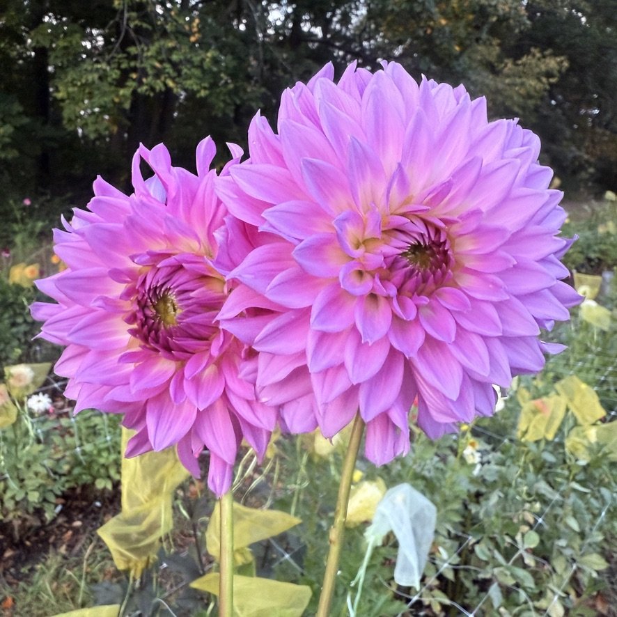 Bloomquist Enjoyment dahlia