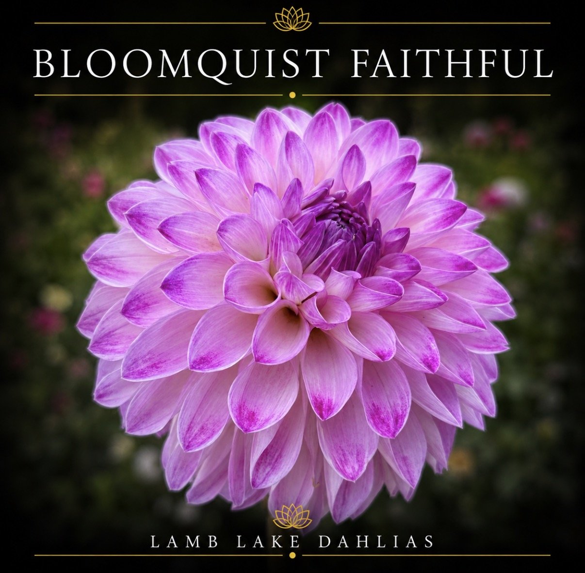 Bloomquist Faithful
