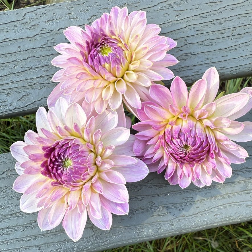 Bloomquist Faithful dahlia blooms