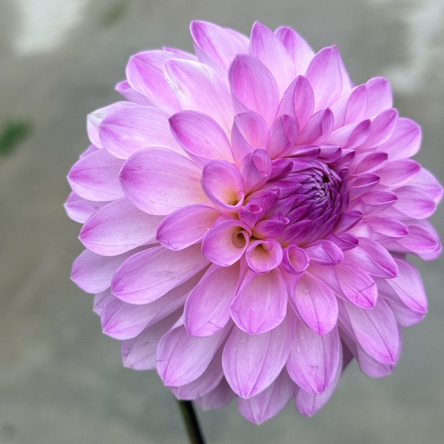 Bloomquist Faithful dahlia close-up