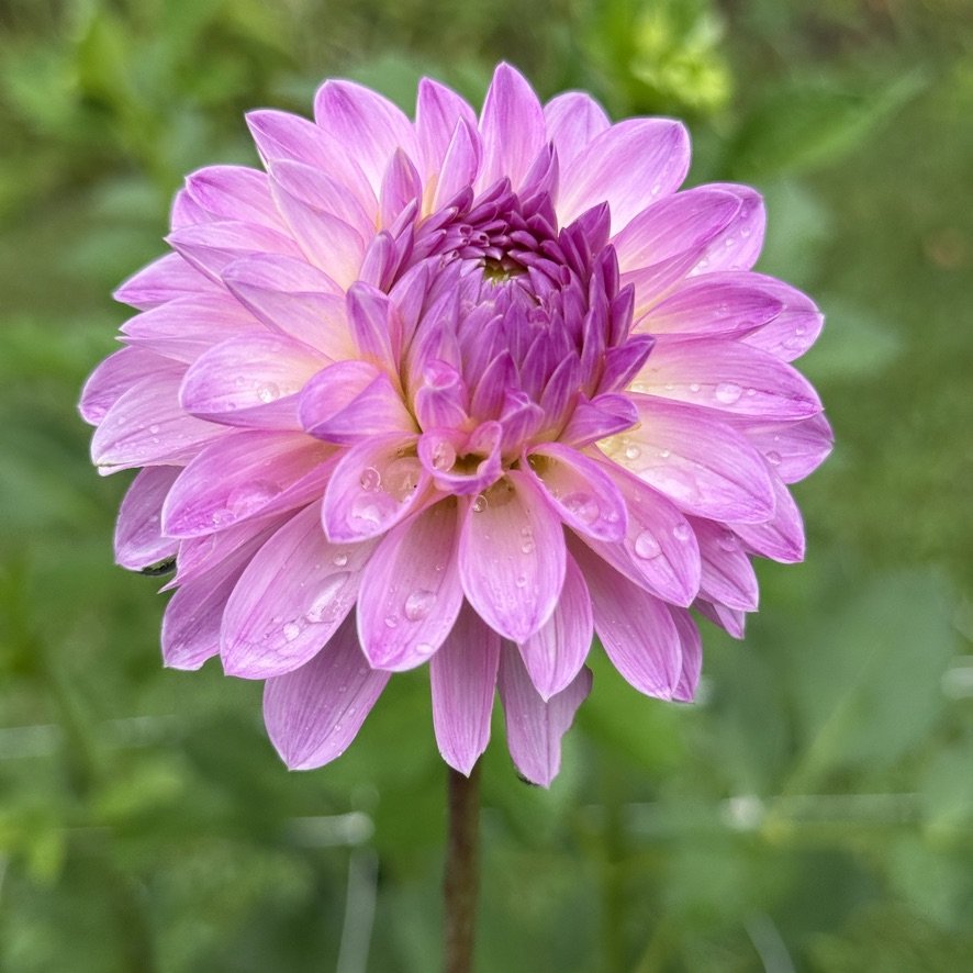 Bloomquist Faithful dahlia