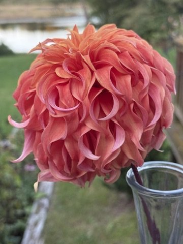 Bloomquist Jean dahlia in a vase