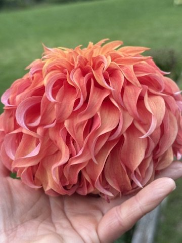 Bloomquist Jean dahlia in hand