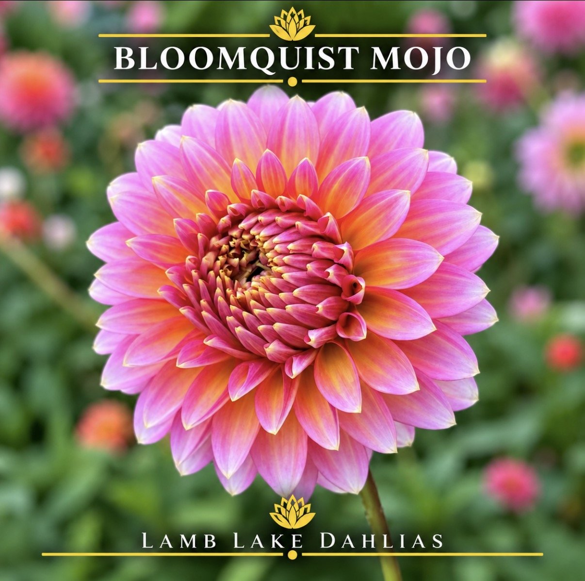 Bloomquist Mojo dahlia