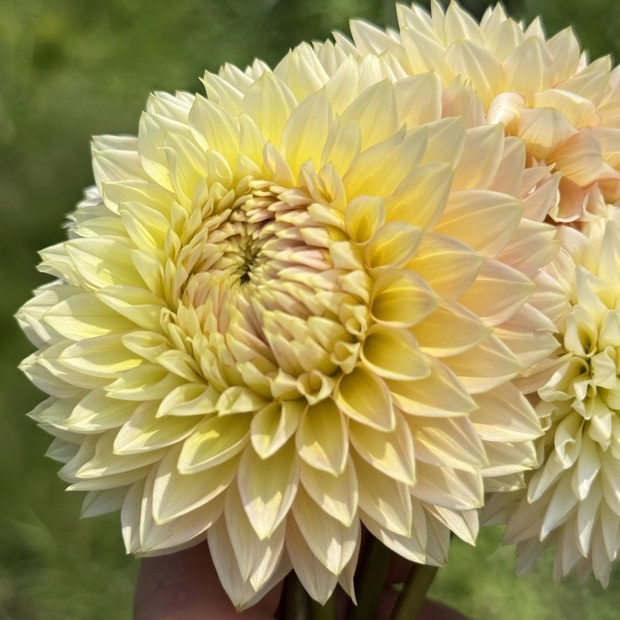 Bloomquist Mojo dahlia in soft yellow early in the season