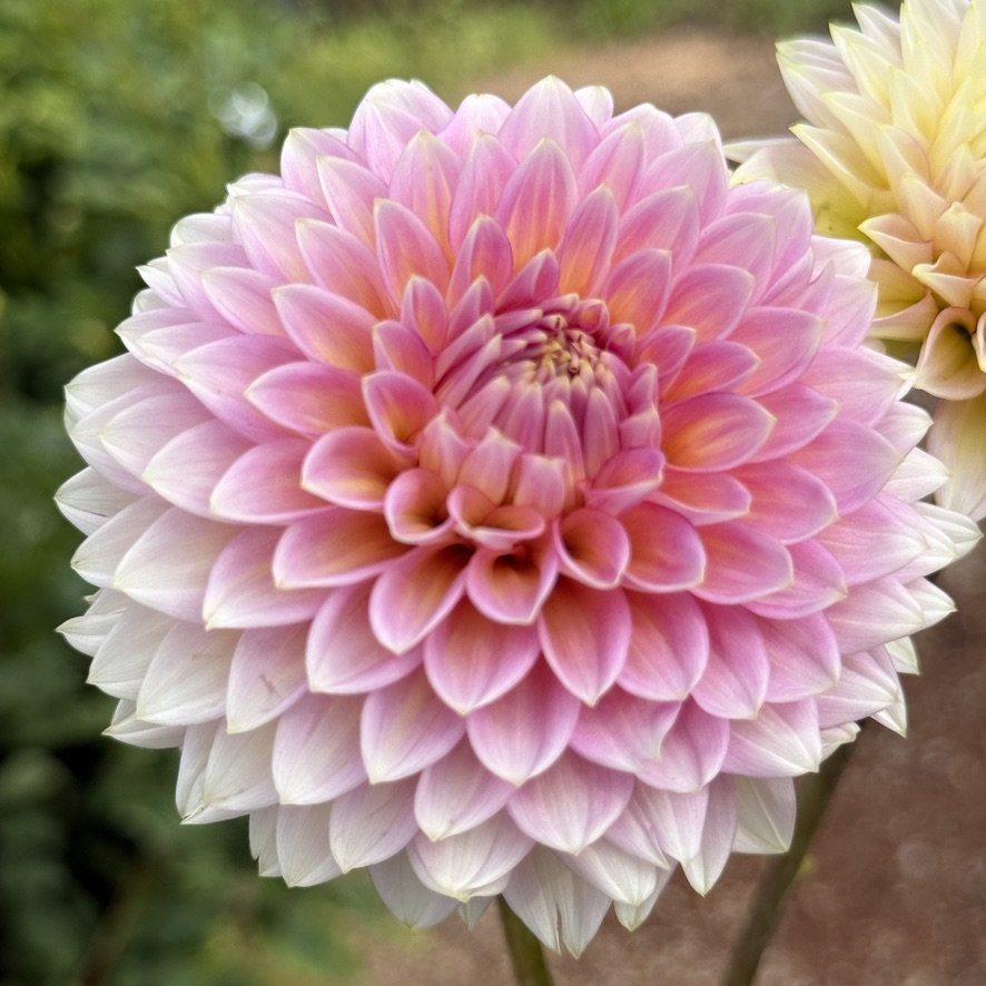 Bloomquist Mojo dahlia in soft pink