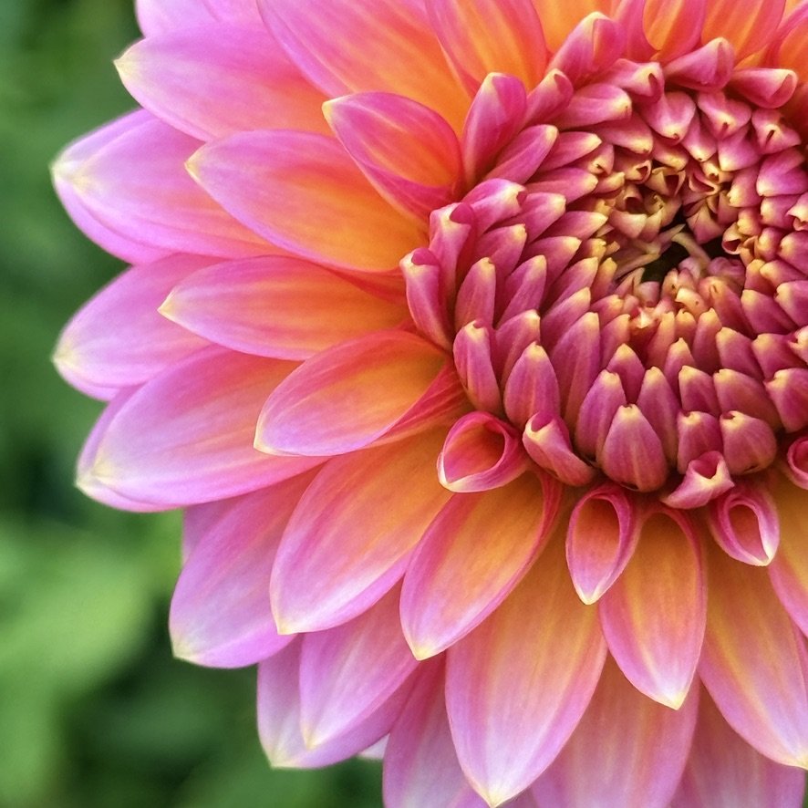 Bloomquist Mojo dahlia close-up