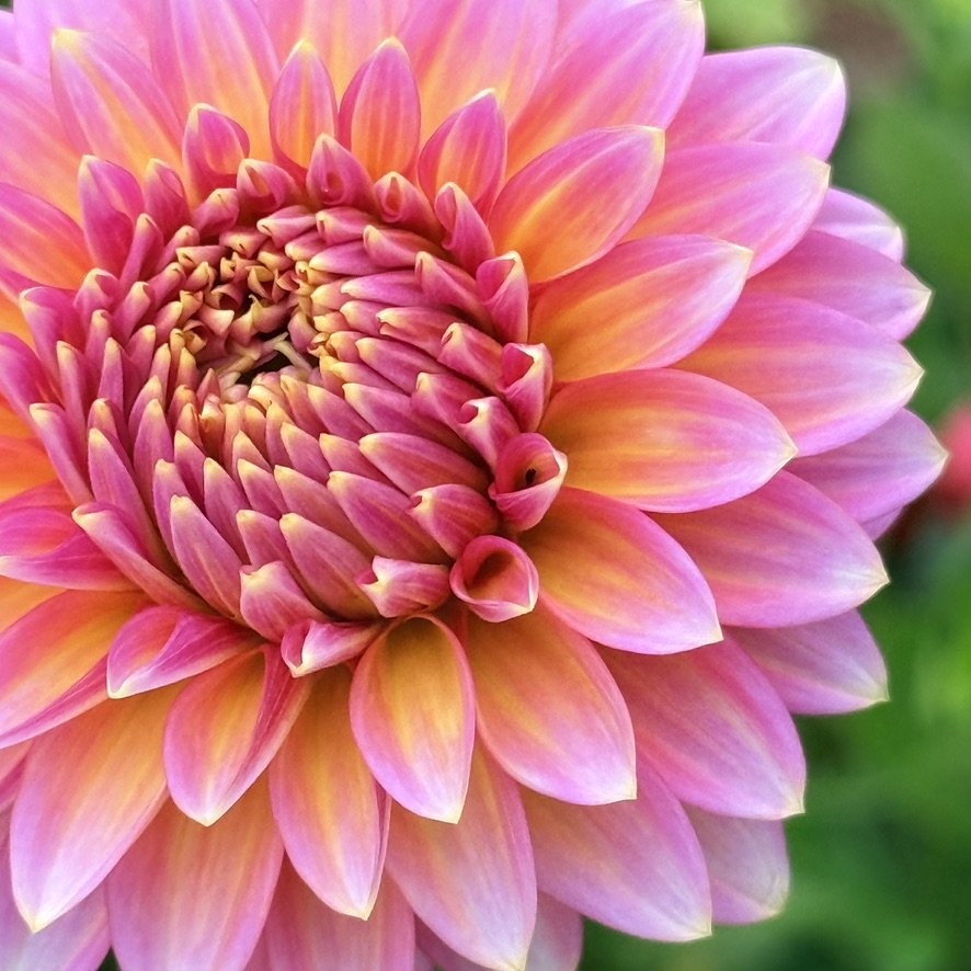 Bloomquist Mojo dahlia petal tips close-up
