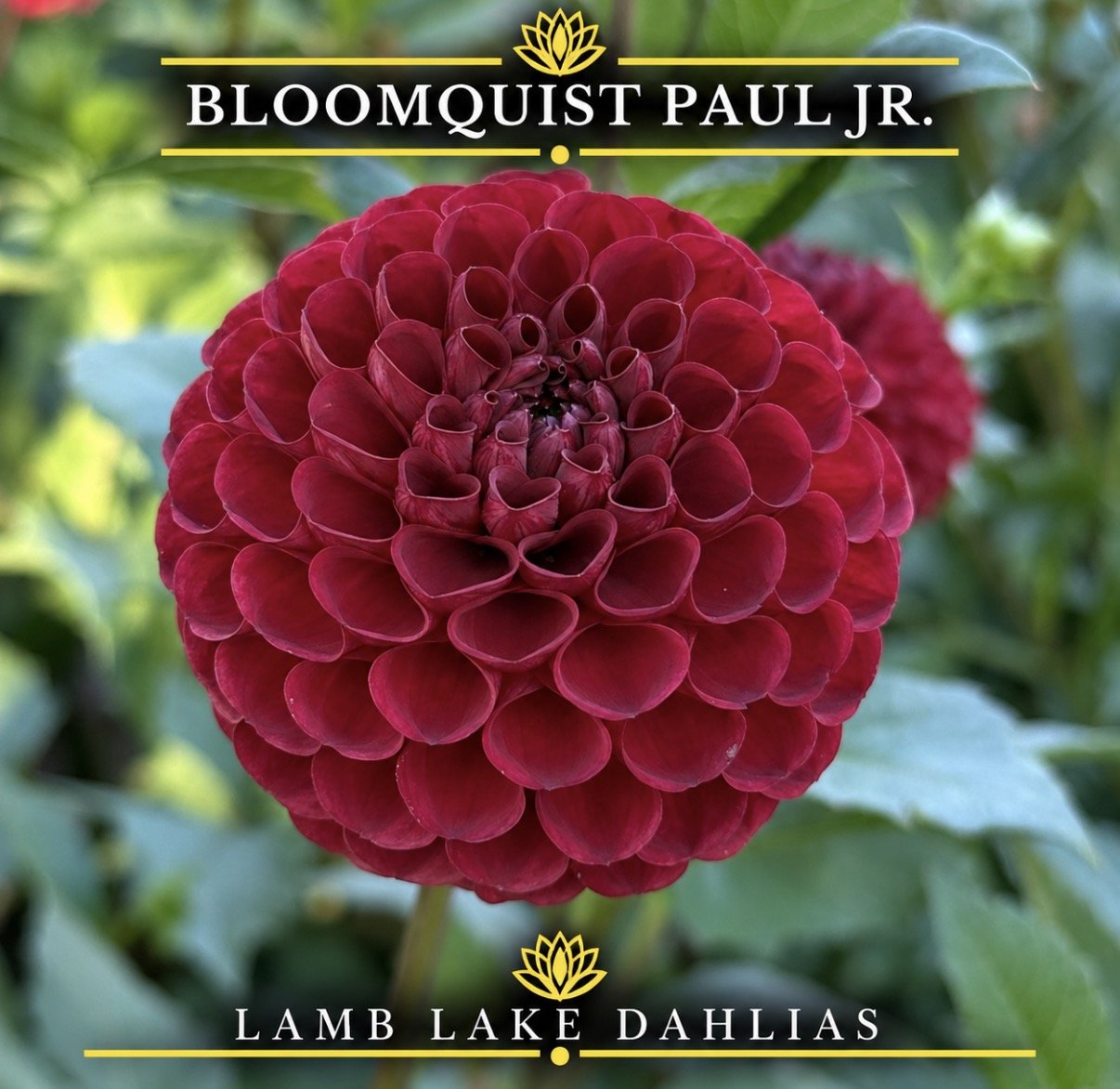 Bloomquist Paul Jr. dahlia