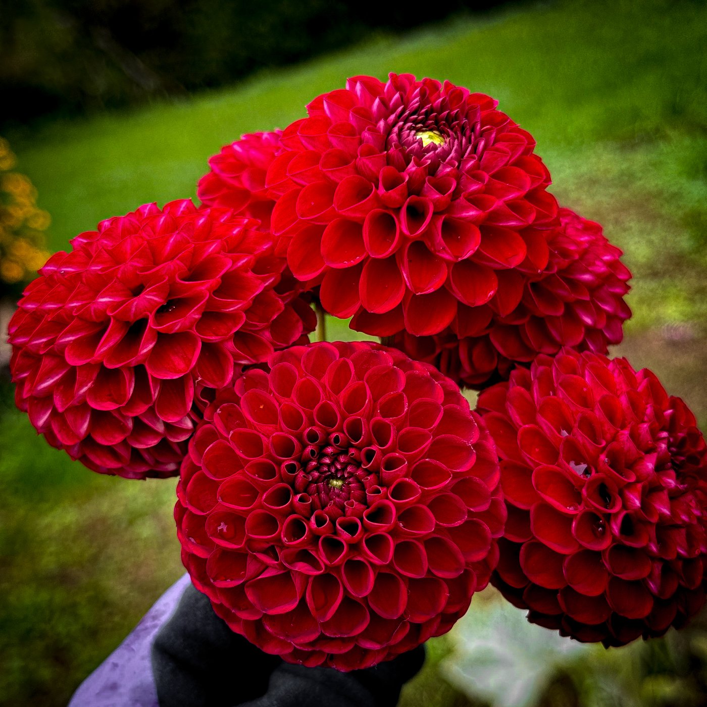 Bloomquist Paul Jr. dahlia bouquet