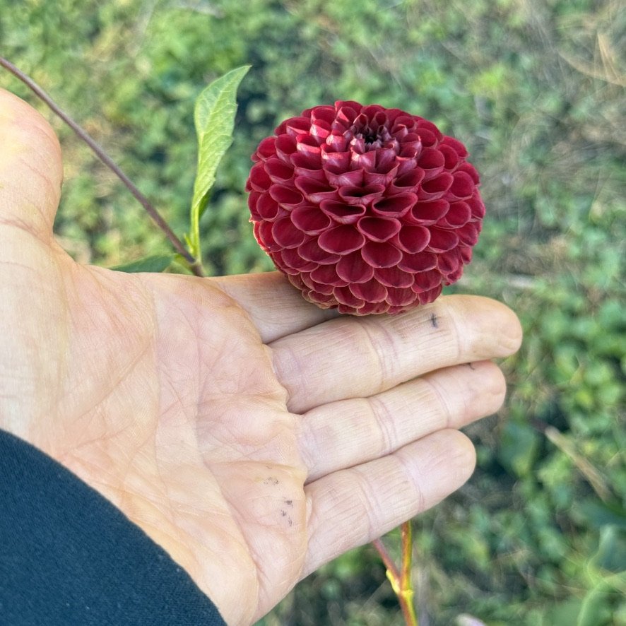Bloomquist Paul Jr. dahlia in hand