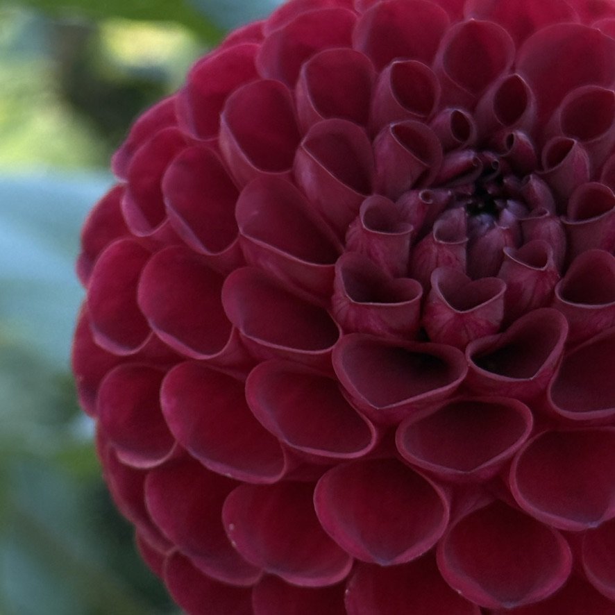 Bloomquist Paul Jr. dahlia close-up