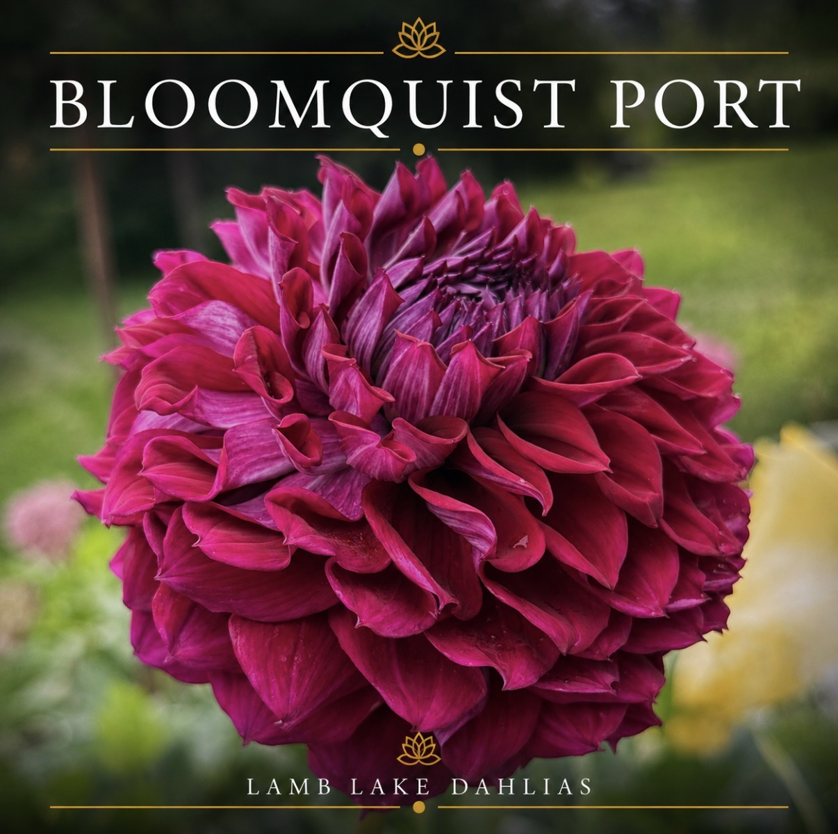 Bloomquist Port dahlia