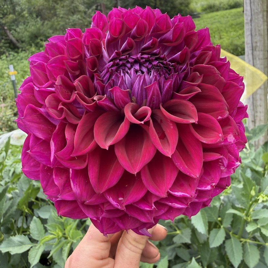 Bloomquist Port dahlia in hand