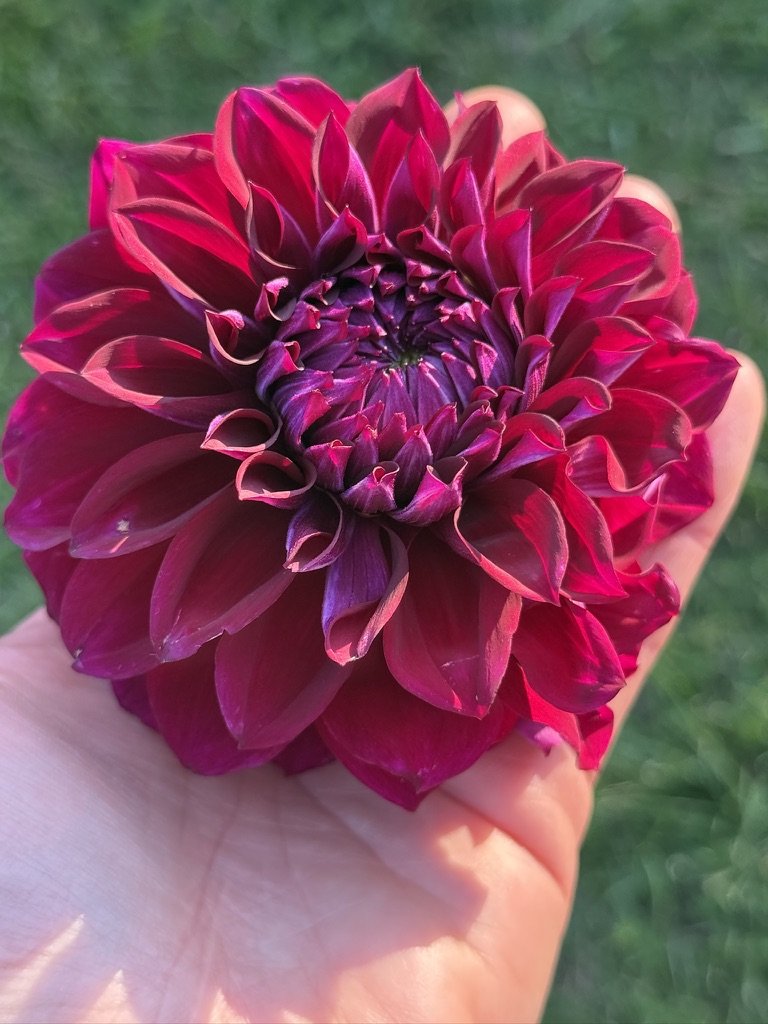 Bloomquist Port dahlia in hand, smaller bloom