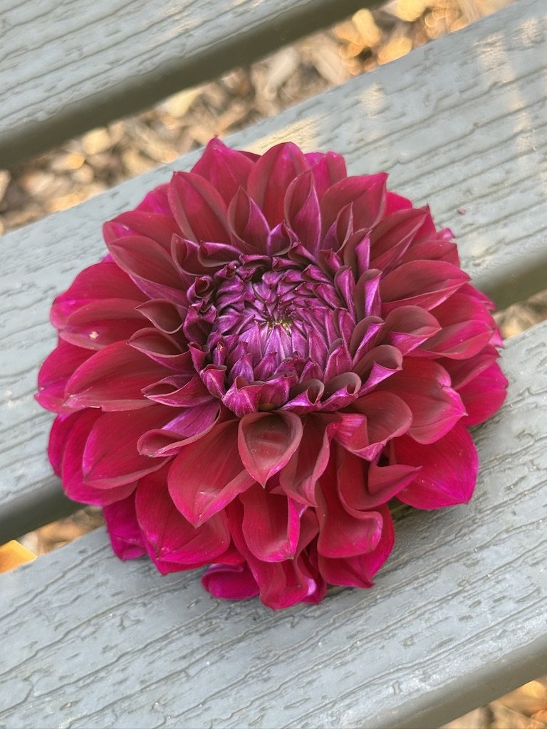 Bloomquist Port dahlia on a bench