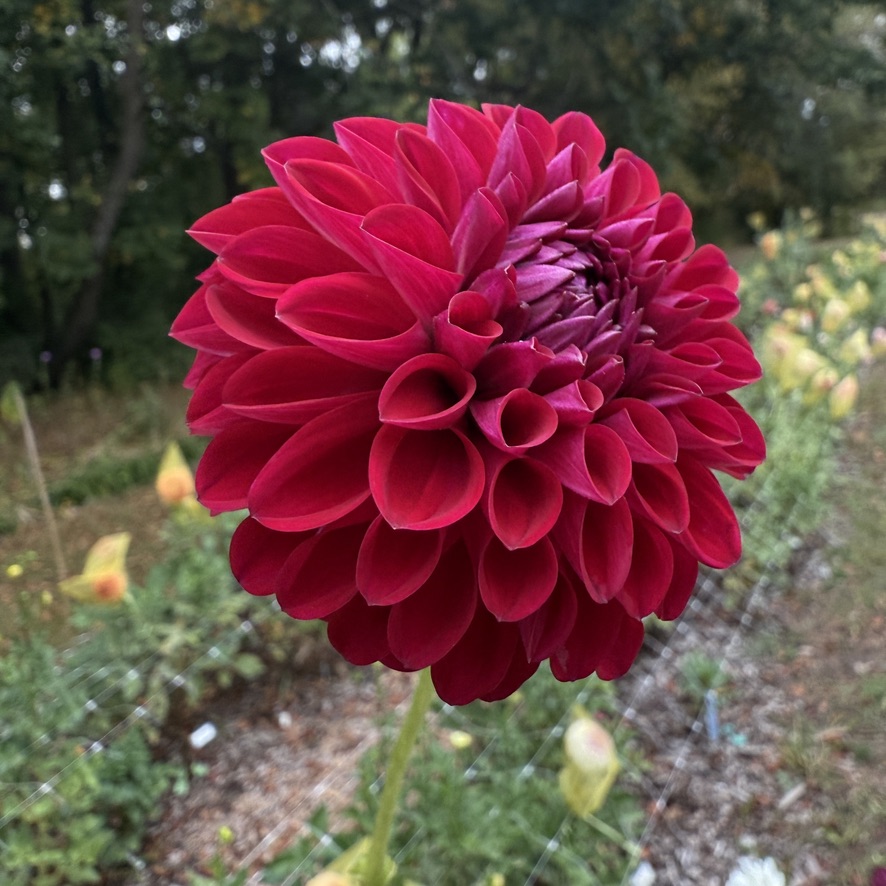 Bloomquist Rainier dahlia