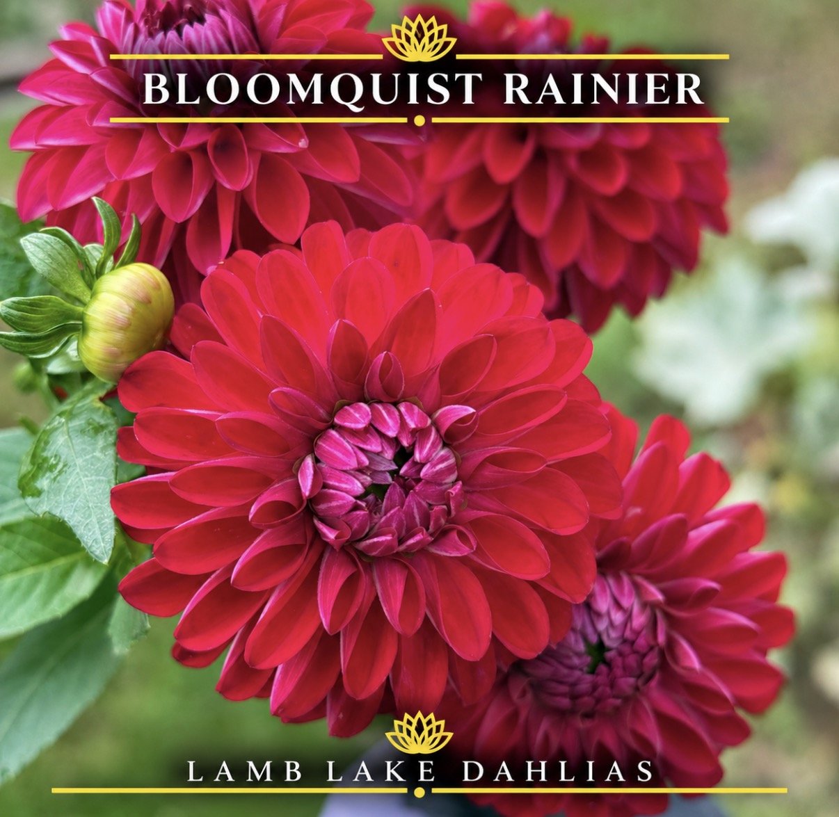 Bloomquist Rainier dahlia