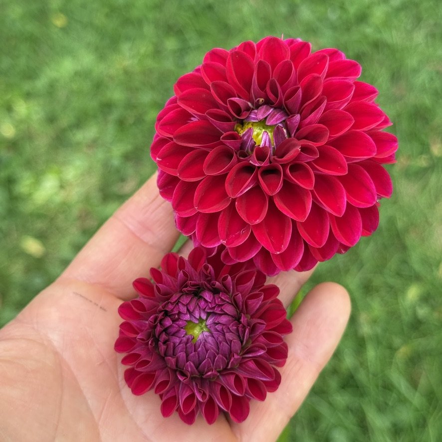 Bloomquist Rainier dahlia, two blooms in hand