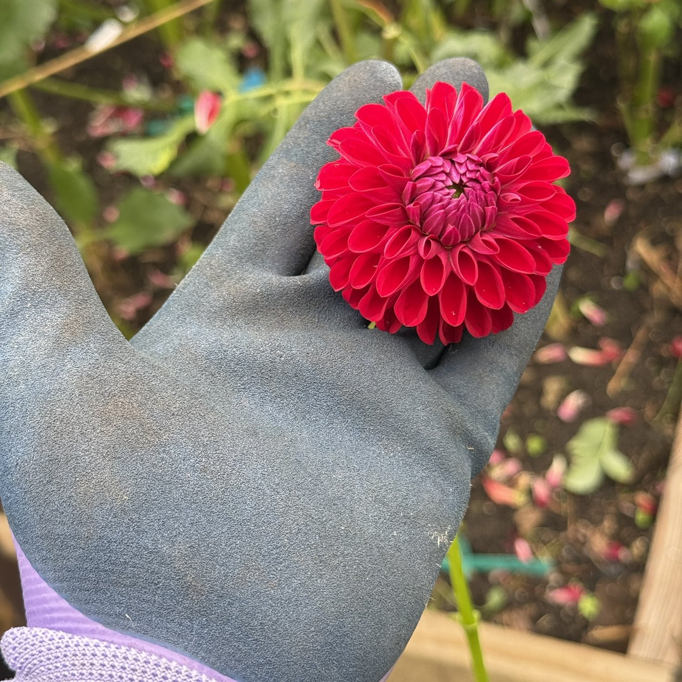 Bloomquist Rainier dahlia in a gloved hand
