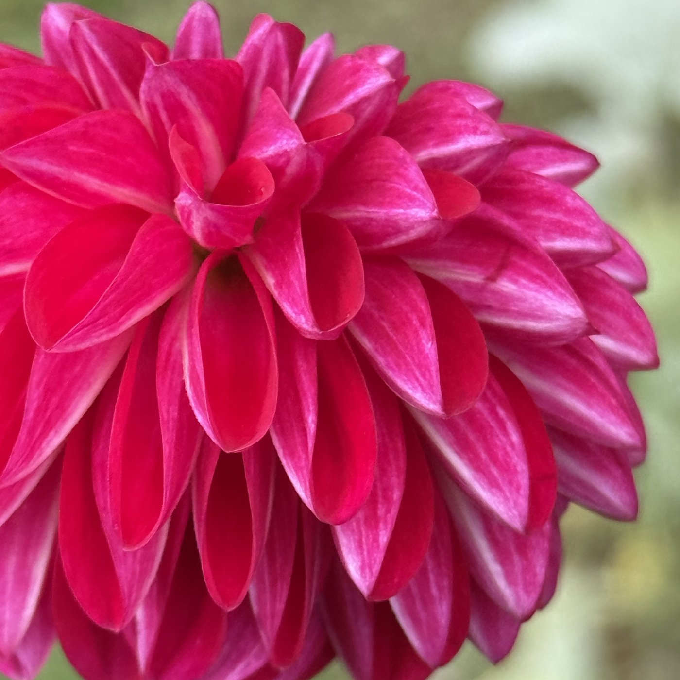 Bloomquist Rainier dahlia petals close-up