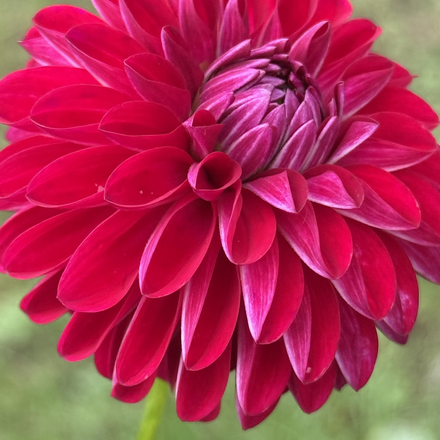 Bloomquist Rainier dahlia, open center close-up